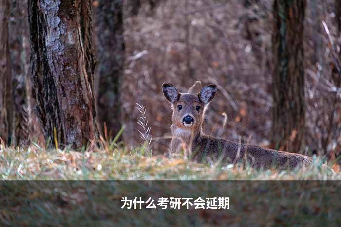为什么考研不会延期