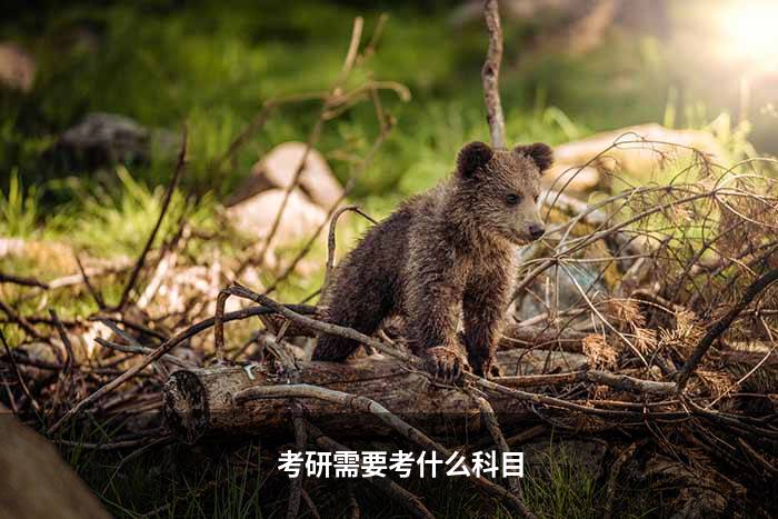 考研需要考什么科目