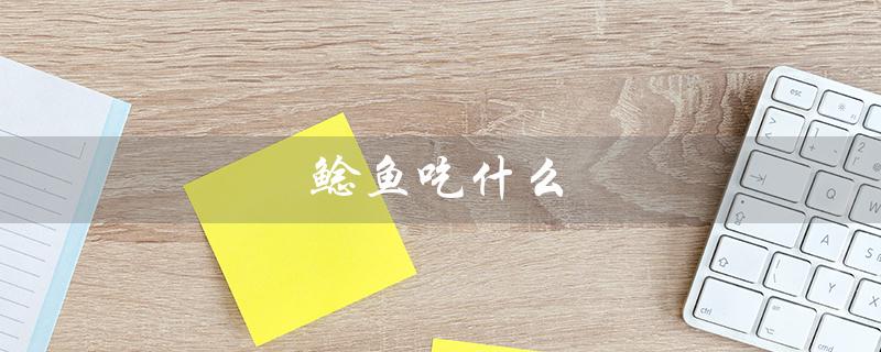 鲶鱼吃什么（鲶鱼吃什么）